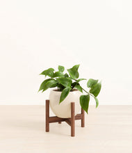 Load image into Gallery viewer, Shiny EggWhite stand:walnut