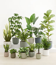 Load image into Gallery viewer, Countryside*****Profile