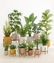 Load image into Gallery viewer, Evening Sky stand:eight_stands