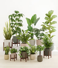 Load image into Gallery viewer, Woodland stand:five_stands