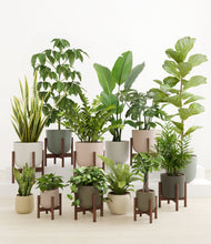 Load image into Gallery viewer, Woodland stand:eight_stands