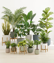 Load image into Gallery viewer, Countryside stand:five_stands