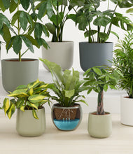 Load image into Gallery viewer, Countryside