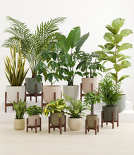 Load image into Gallery viewer, Woodland stand:eight_stands