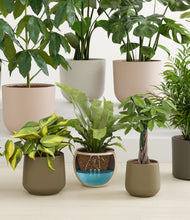 Load image into Gallery viewer, Woodland