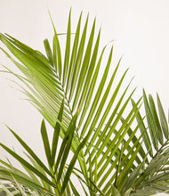 Load image into Gallery viewer, ALL