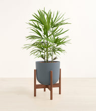 Load image into Gallery viewer, Iron Gray stand:walnut