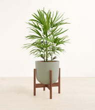 Load image into Gallery viewer, Sage Green stand:walnut