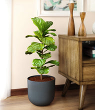 Load image into Gallery viewer, Iron Gray