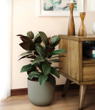 Load image into Gallery viewer, Sage Green