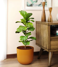 Load image into Gallery viewer, Sunset Orange