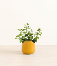 Load image into Gallery viewer, Mustard*****Profile