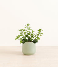 Load image into Gallery viewer, Turquoise*****Profile