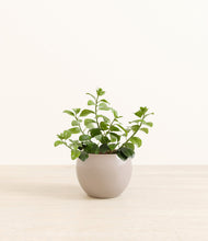 Load image into Gallery viewer, Desert Brown*****Profile