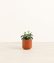 Load image into Gallery viewer, Glossy Red*****Profile