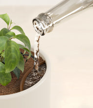 Load image into Gallery viewer, Cotton White stand:all