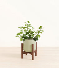 Load image into Gallery viewer, Turquoise stand:walnut