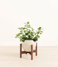 Load image into Gallery viewer, Shiny EggWhite stand:walnut