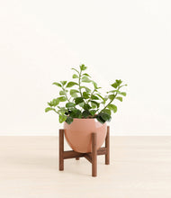 Load image into Gallery viewer, Calm Rose stand:walnut