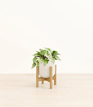 Load image into Gallery viewer, Cotton White stand:bamboo