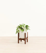Load image into Gallery viewer, Cotton White stand:walnut