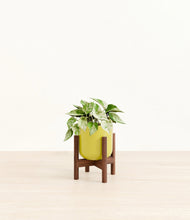 Load image into Gallery viewer, Key Lime Yellow stand:walnut