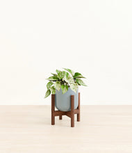 Load image into Gallery viewer, Misty Blue stand:walnut