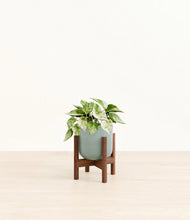 Load image into Gallery viewer, Reactive Aqua stand:walnut