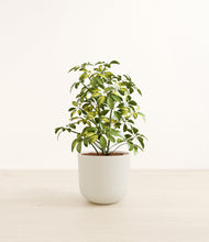 Load image into Gallery viewer, Natural Bamboo*****Profile