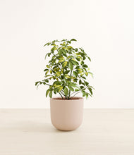 Load image into Gallery viewer, Sandy Pink*****Profile