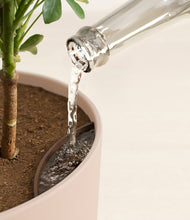 Load image into Gallery viewer, Sandy Pink stand:all