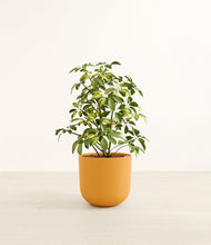 Load image into Gallery viewer, Sunset Orange*****Profile