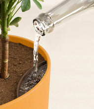 Load image into Gallery viewer, Sunset Orange stand:all