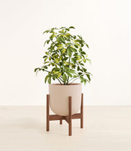 Load image into Gallery viewer, Sandy Pink stand:walnut
