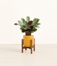 Load image into Gallery viewer, Mustard stand:walnut