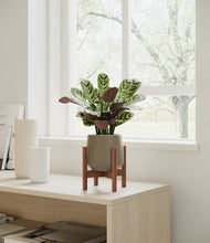Load image into Gallery viewer, Olive stand:walnut