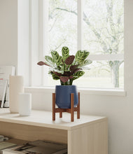 Load image into Gallery viewer, Deep Navy stand:walnut