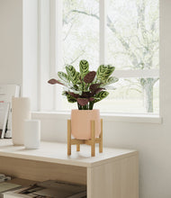 Load image into Gallery viewer, Gentle Pink stand:bamboo