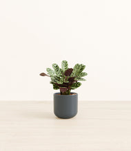 Load image into Gallery viewer, Iron Gray*****Profile