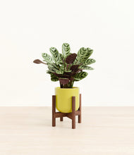 Load image into Gallery viewer, Key Lime Yellow stand:walnut