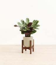 Load image into Gallery viewer, Sage Green stand:walnut