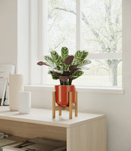 Load image into Gallery viewer, Glossy Red stand:bamboo