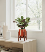 Load image into Gallery viewer, Glossy Red stand:walnut