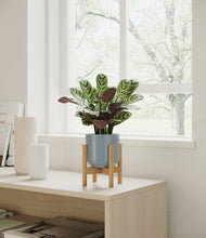 Load image into Gallery viewer, Misty Blue stand:bamboo