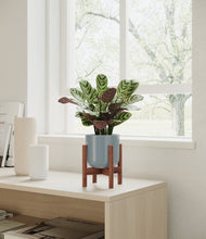 Load image into Gallery viewer, Misty Blue stand:walnut