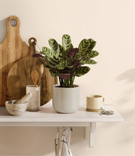 Load image into Gallery viewer, Cotton White