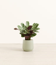 Load image into Gallery viewer, Turquoise*****Profile