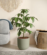 Load image into Gallery viewer, Sage Green