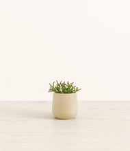 Load image into Gallery viewer, Almond Green*****Profile