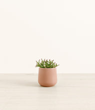 Load image into Gallery viewer, Calm Rose*****Profile